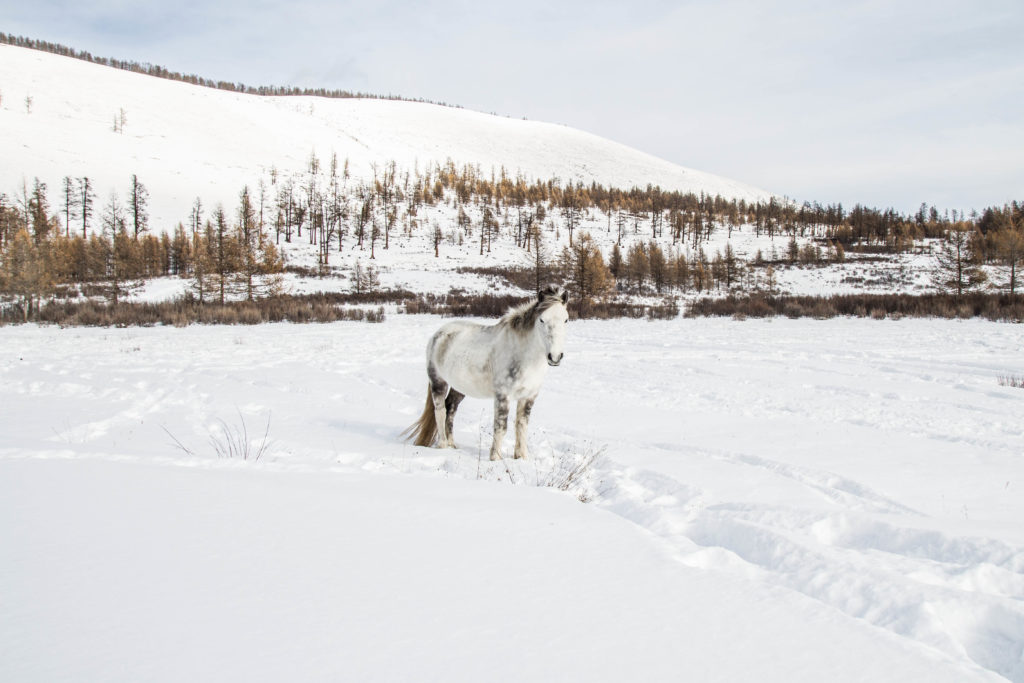 cavallo bianco neve