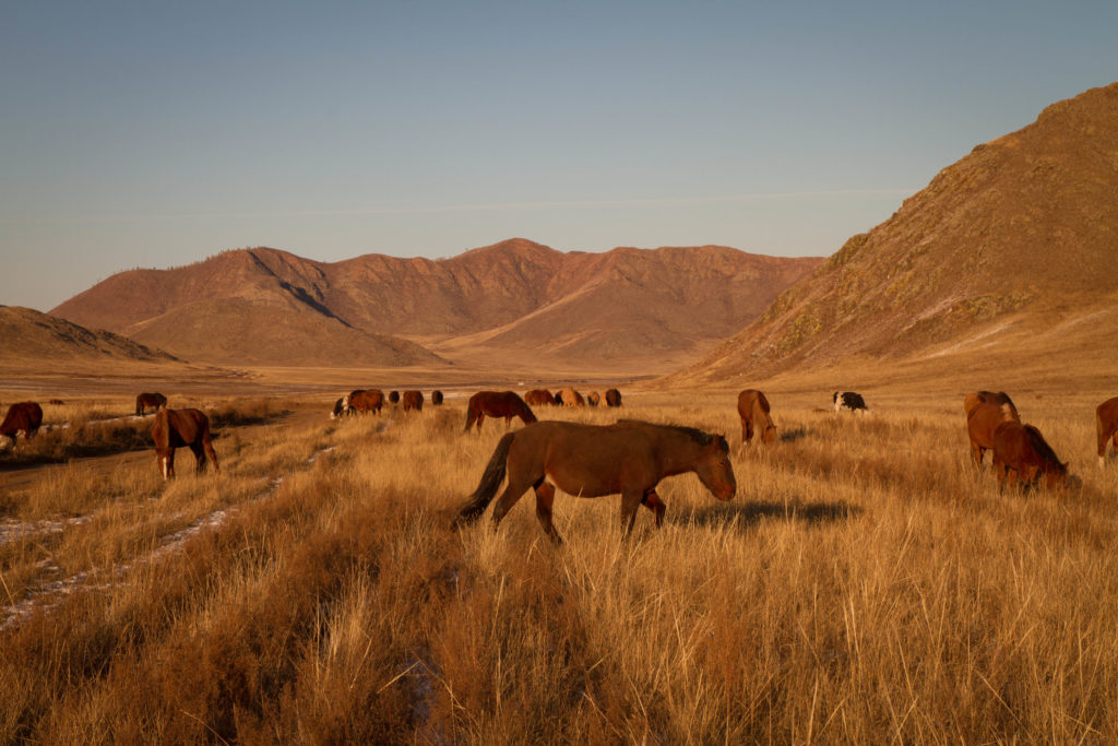 La Mongolia by Federico Pellici